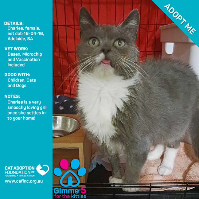 Photo of Charlee Only $39 Limited Time!