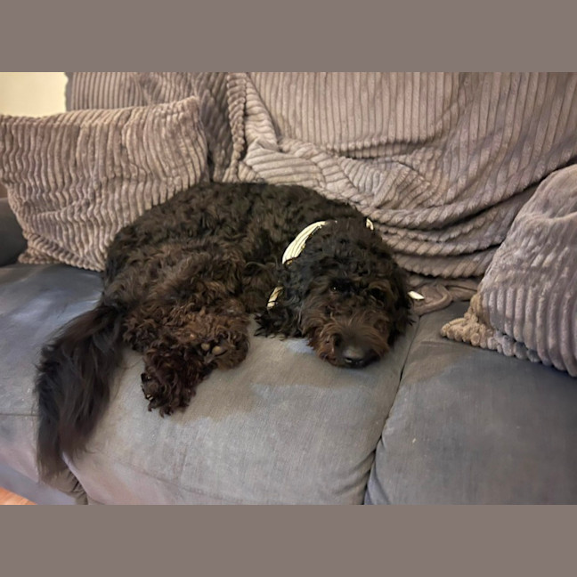 Photo of Ruby