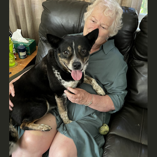 Photo of Missy 😍Blue Cattle X Jrt (On Trial 21/10/24)