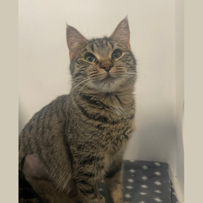 Photo of Beebee