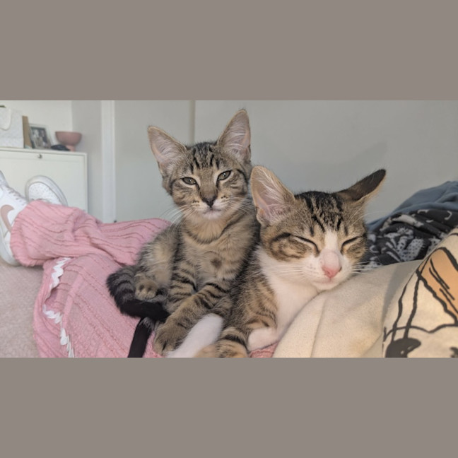 Photo of Bertie & Bolt 