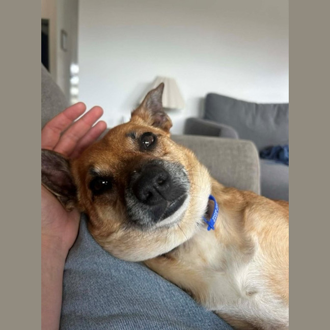 Photo of Remi   6 Year Old Jack Russell X, Girl