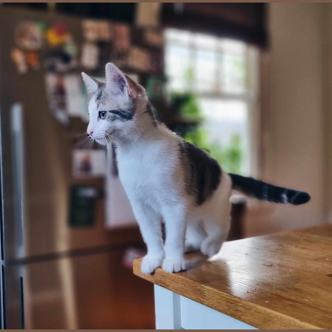 Photo of Nandor   Located In Coburg