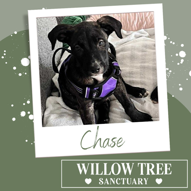 Photo of Chase