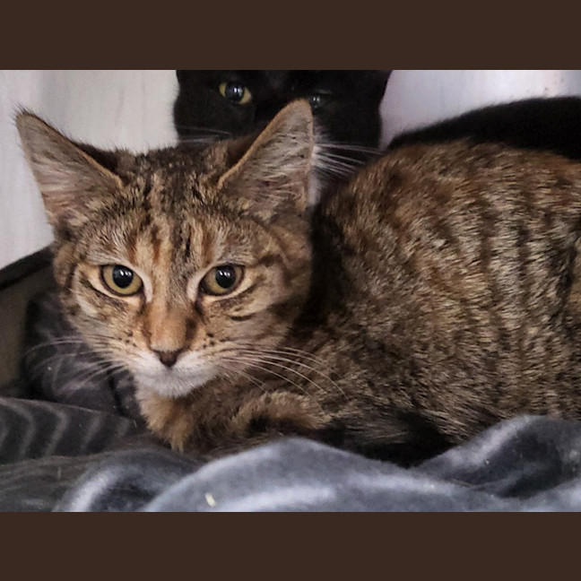Photo of Mira