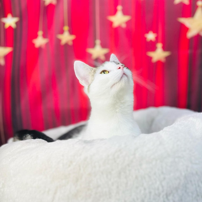 Photo of Luna   Located In Preston