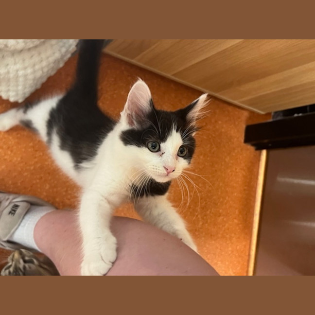 Photo of Brian Molko