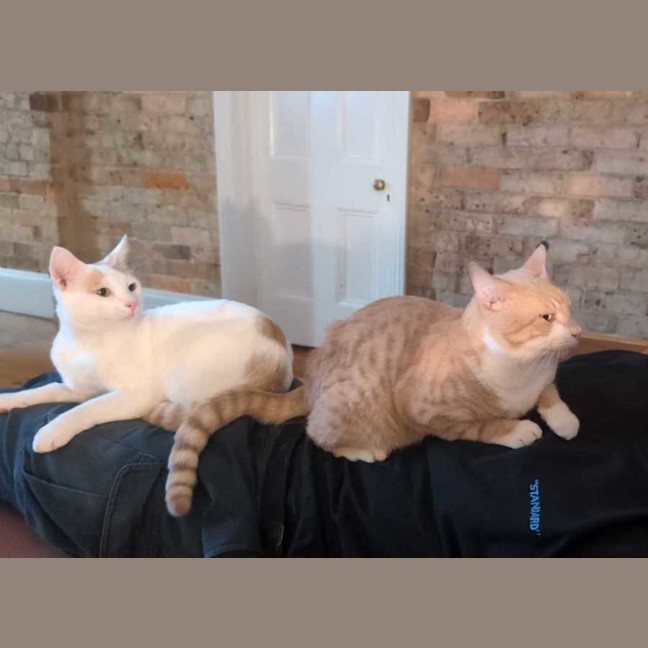 Photo of Cheddar