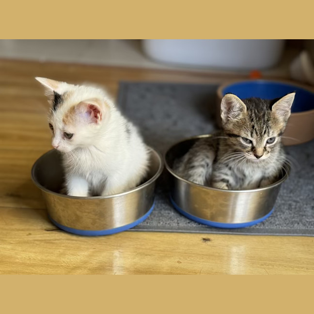 Photo of Cinnamon, Nutmeg, Pepper, Willow & Greg