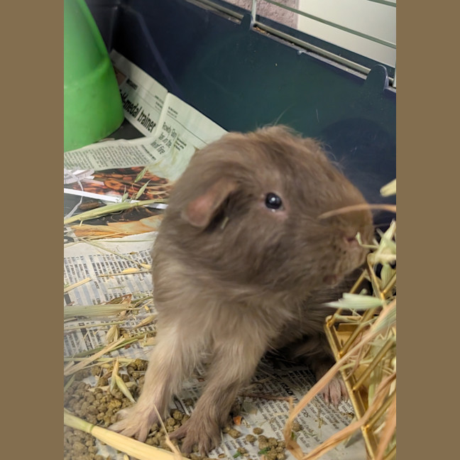 Photo of Rat
