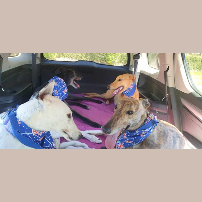 Photo of Buckley The Greyhound