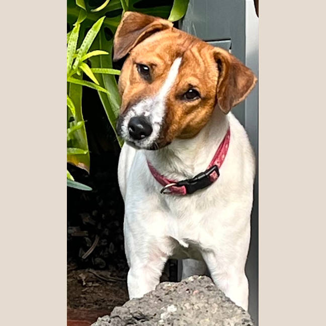 Photo of Zuzu