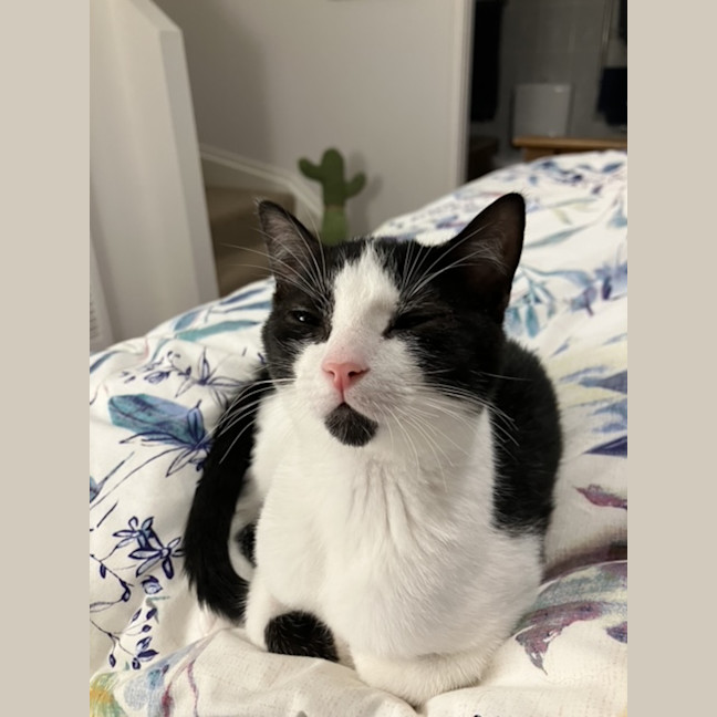 Photo of Spock & Sparrow   5 Month Old Domestic Short Hair