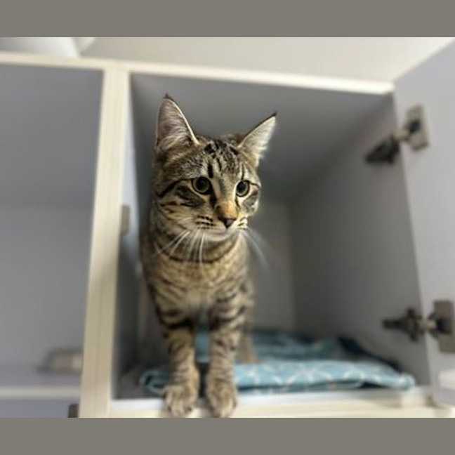 Photo of Ziggy