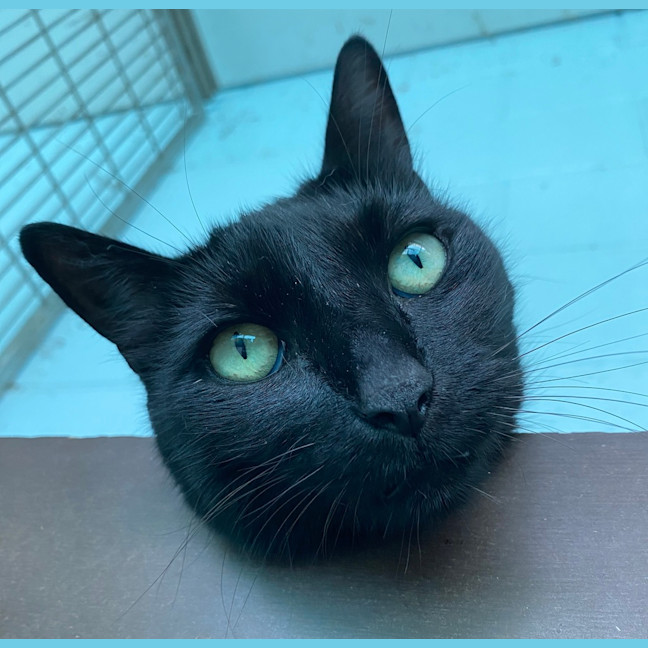 Photo of Hermes