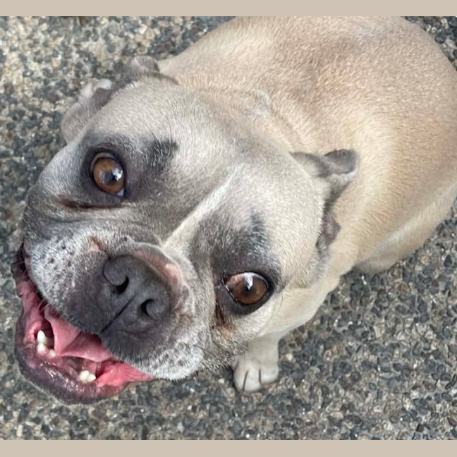 Photo of Boo   5 Year Old French Bulldog