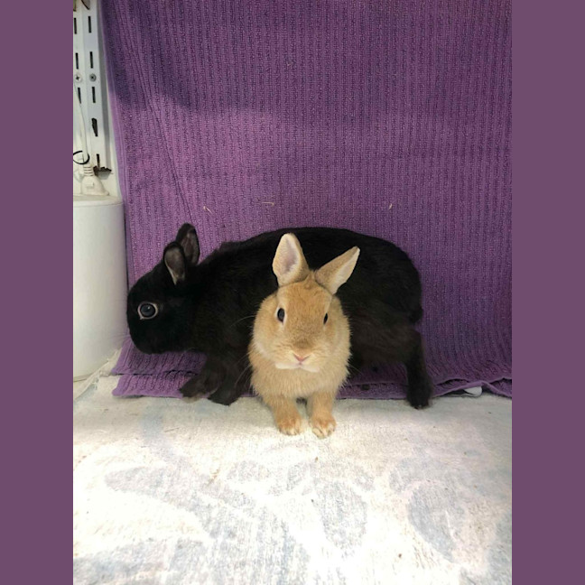 Photo of Kloe & Grim