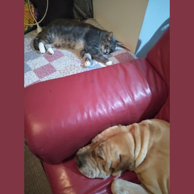 Photo of Fozzie Bear