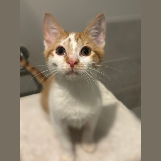Photo of Niko