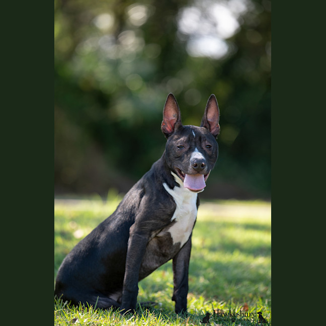 Photo of Darcy