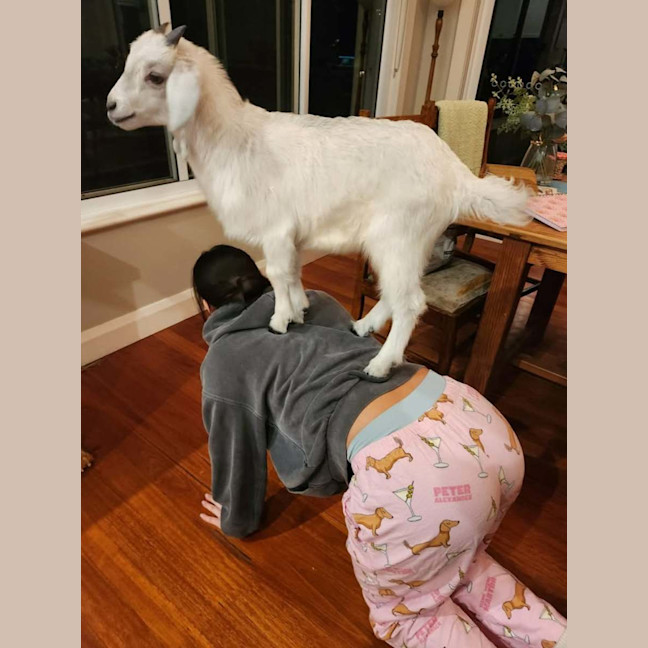 Photo of Marley The Goat