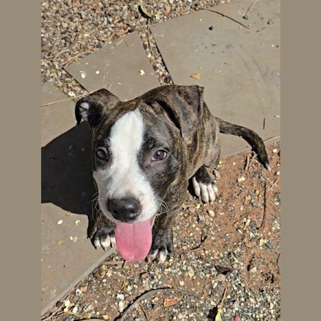 Photo of Rusty
