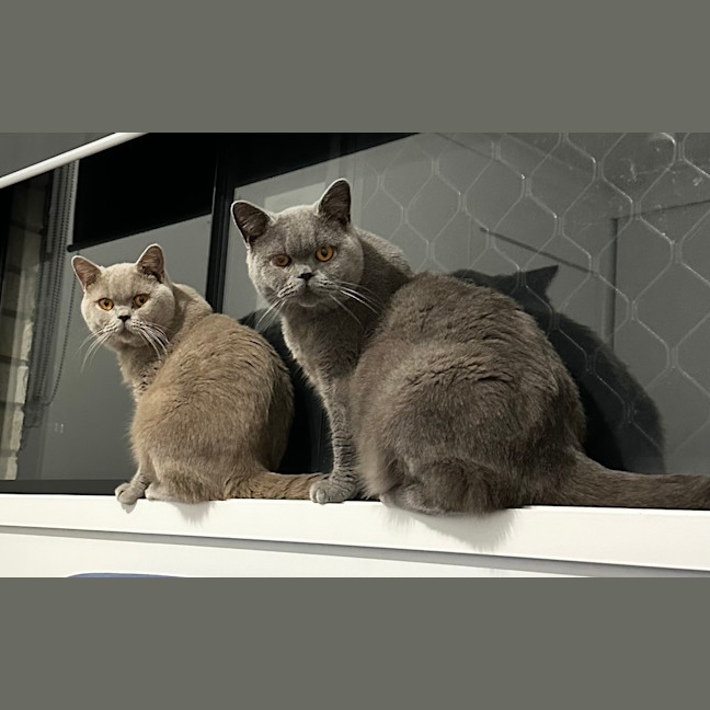 Photo of Ghost