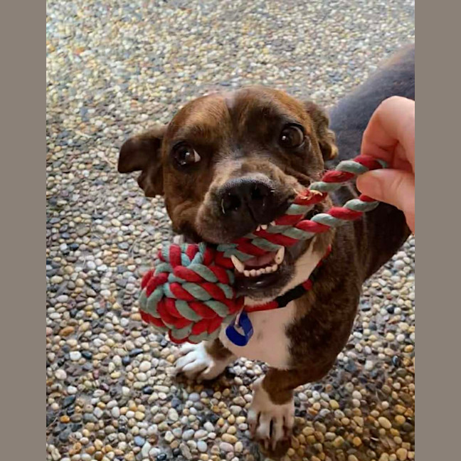 Photo of Tucker   2 Year Old Dachshund X Staffy