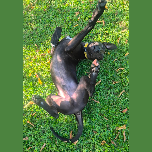 Photo of Dobby