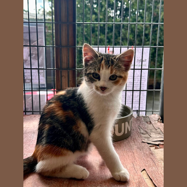 Photo of Paprika 