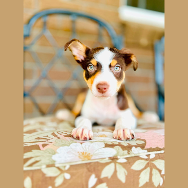Photo of Coco Pops 