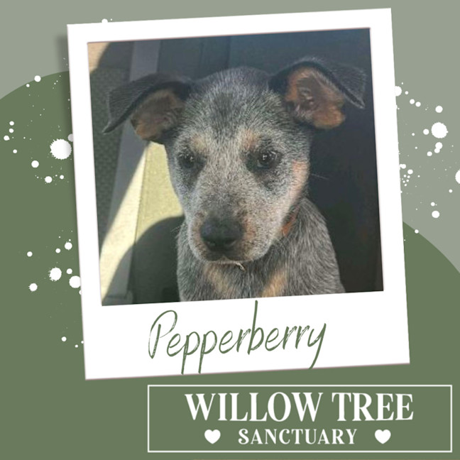Photo of Pepperberry 