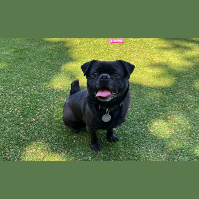 Photo of Alfie