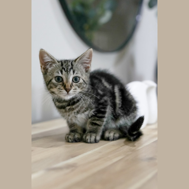 Photo of Stella