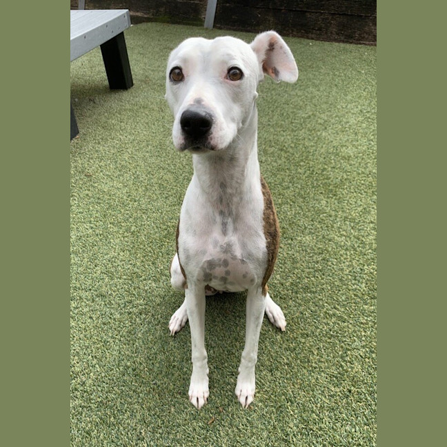 Photo of Poppy