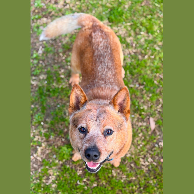 Photo of Buster