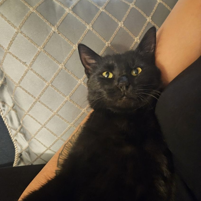 Photo of Liesa The Cat