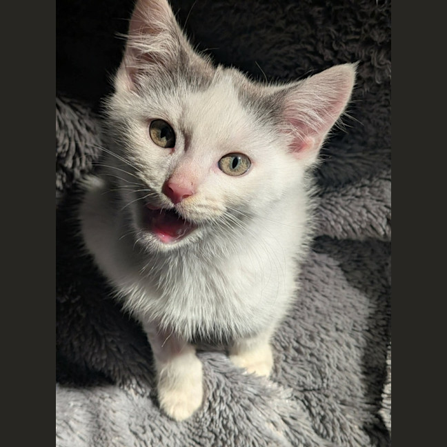 Photo of Grogu   In Foster Care In Ashburton