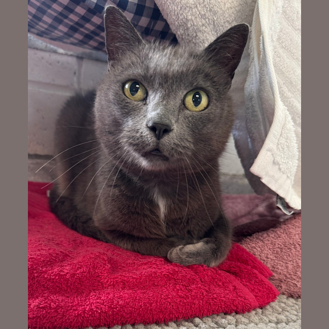 Photo of Smokey