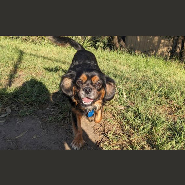 Photo of Muffin