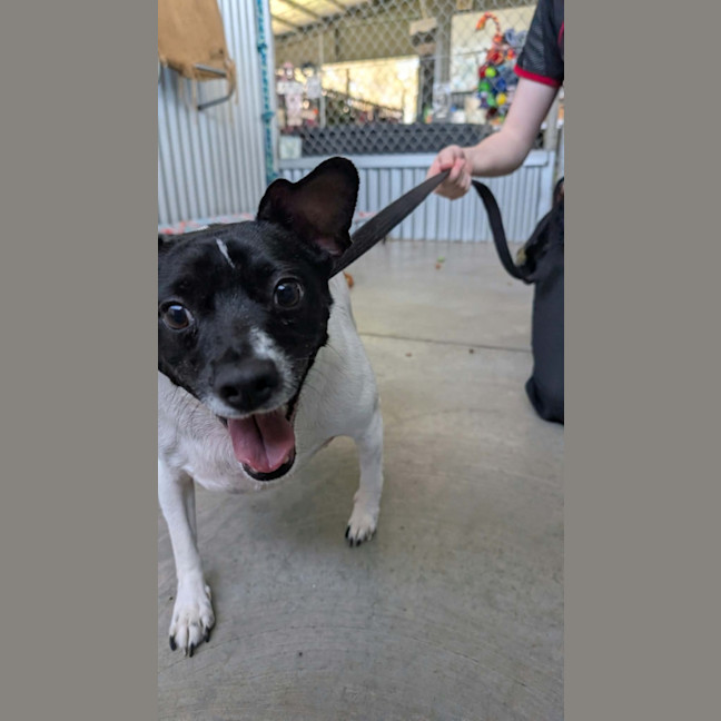 Photo of Buddy