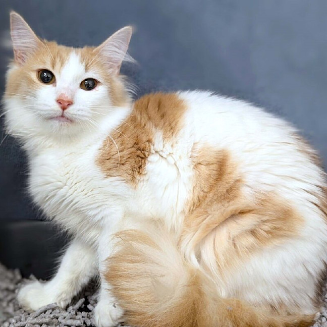 Photo of Vanilla