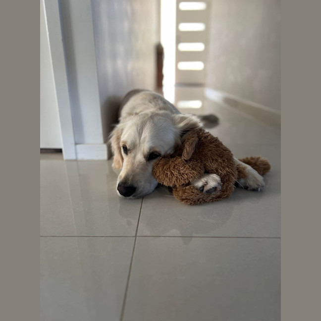 Photo of Luna   2 Year Old Golden Retriever