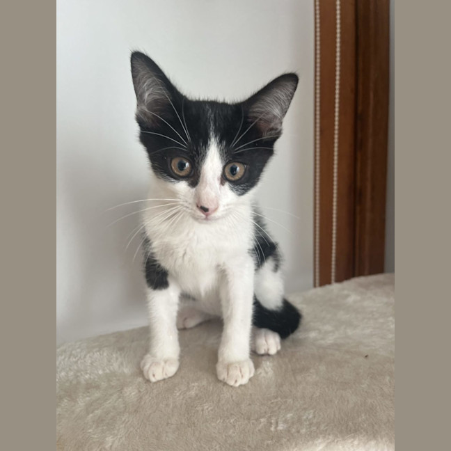 Photo of Macchiato   Now At Pet Quarters Glendale