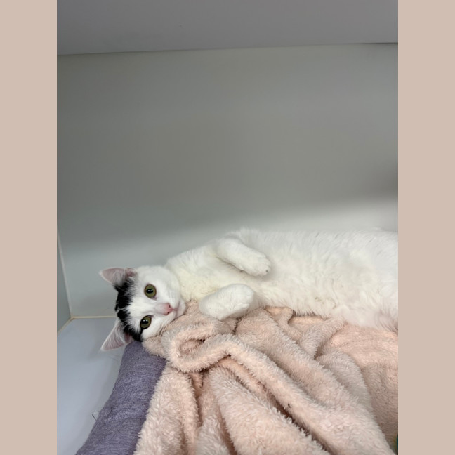 Photo of Smudge