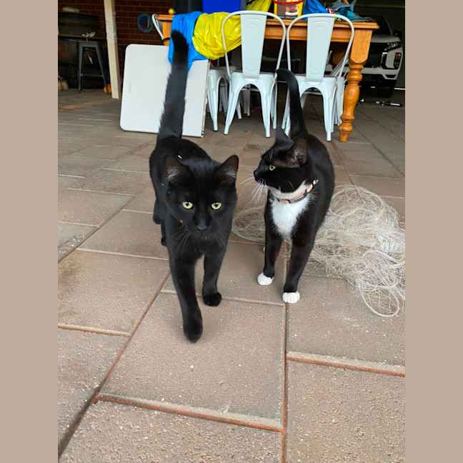 Photo of Benji & Tilly 