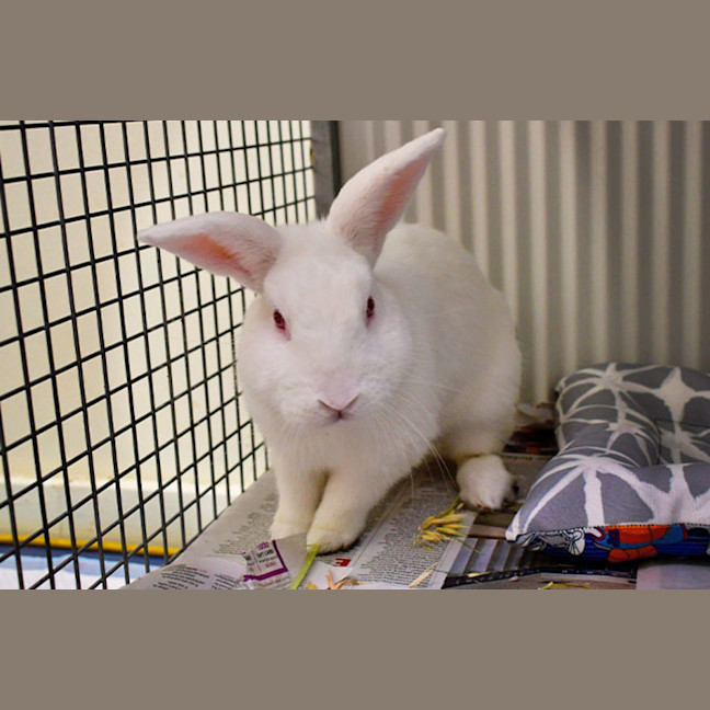 Photo of Attila The Bun