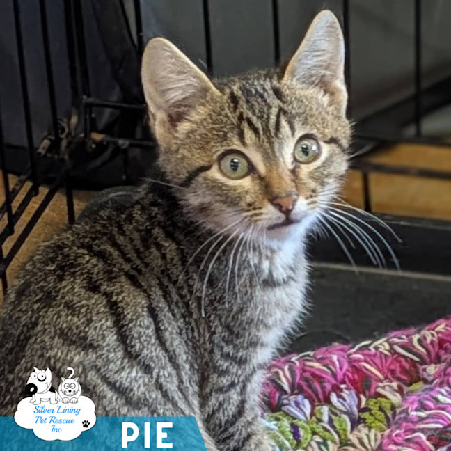 Photo of Pie