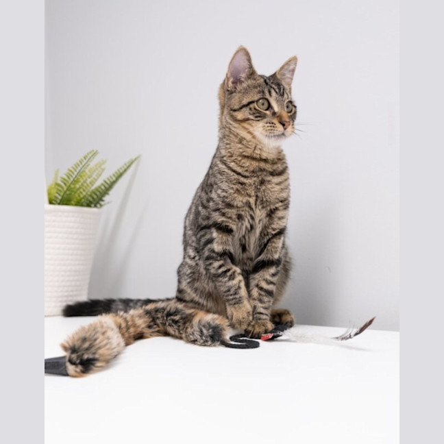 Photo of Banksi