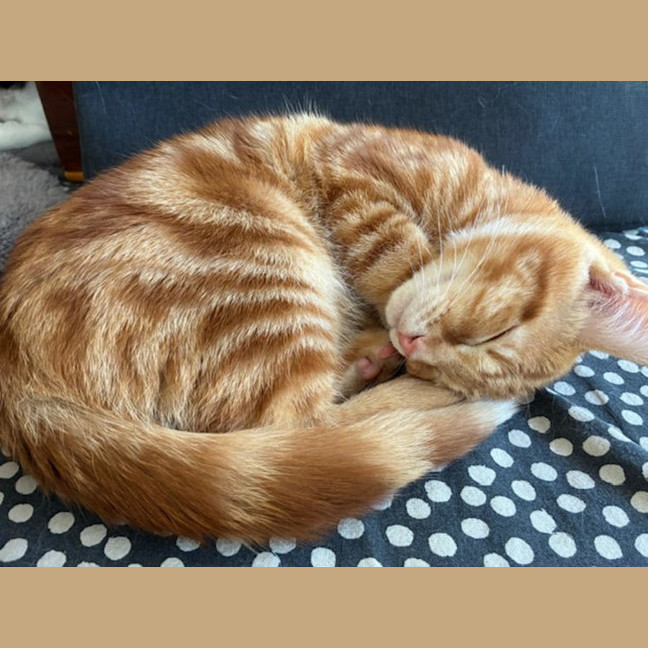 Photo of Paddy